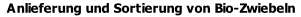 Anlieferung und Sortierung von Bio-Zwiebeln